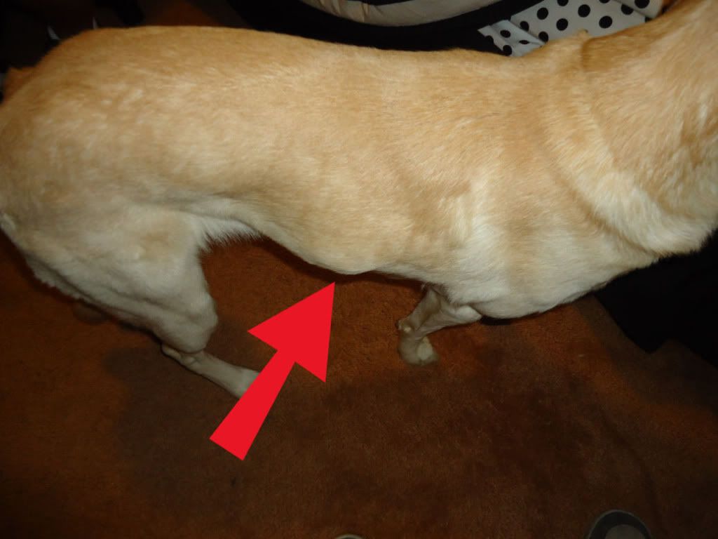 Protrusion on Ribs Dog Food Chat