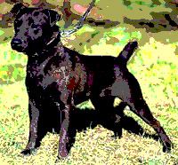 patterdale_terrier_03a_puppies_for_sale.jpg