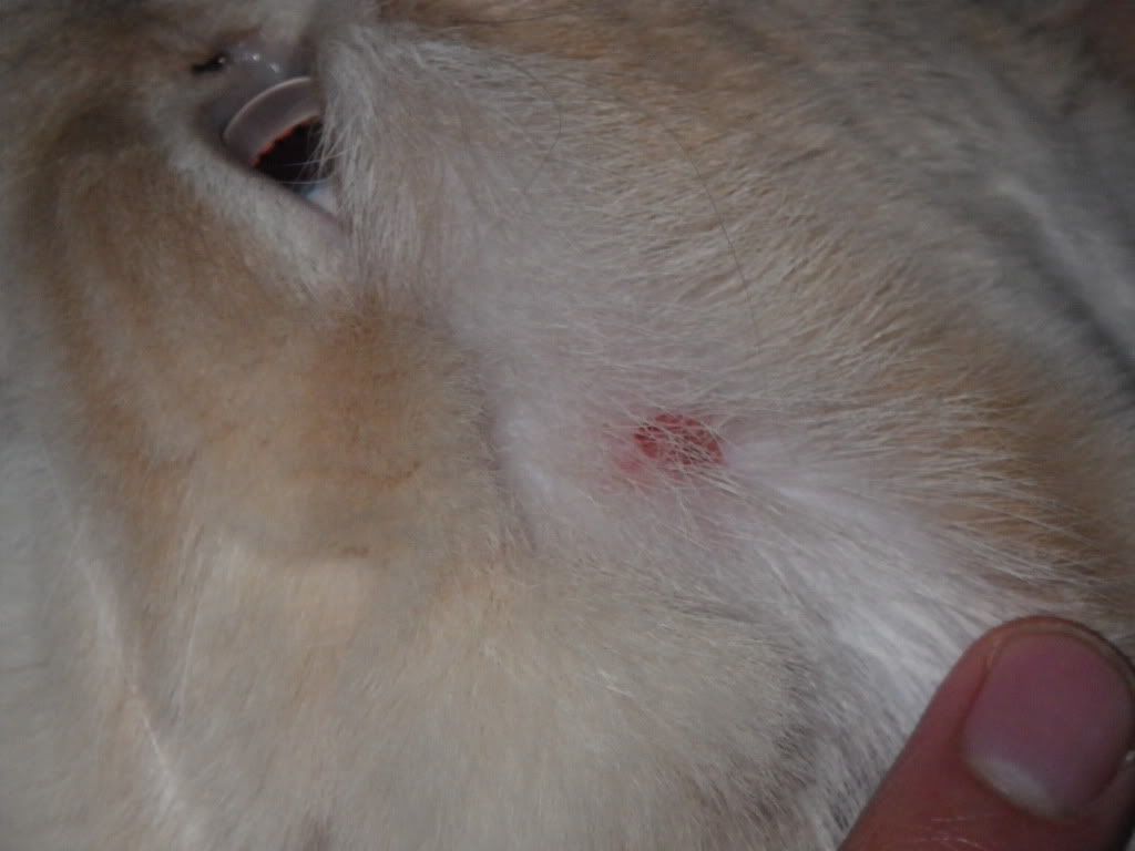 "Ragdoll Cat with red rash. Please Help!!" Pet Health Community