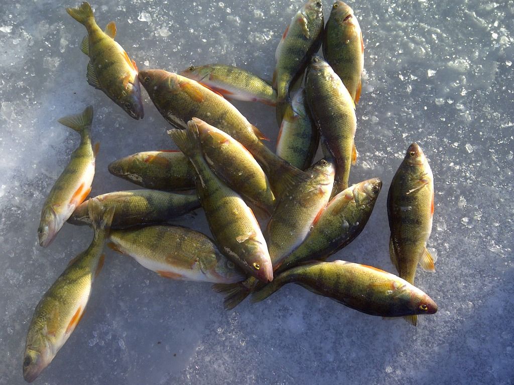 Good Perch Lakes North of Edmonton Alberta Outdoorsmen Forum
