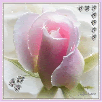 pink roses photo: Pink Rose pinkroses21-diamonds-DNS.gif