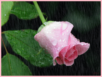 Pink Rose In The Rain