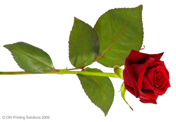 Red Rose Pictures, Images and Photos