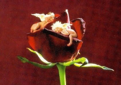 red roses photo: Red Roses Adorable Angel Babies redroses30.jpg