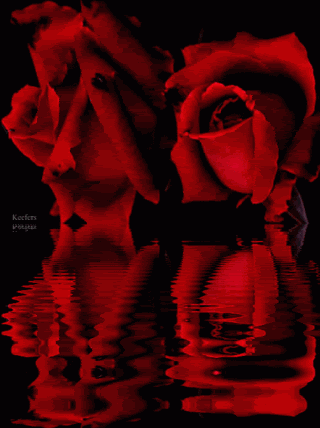 Red Roses Water Reflection