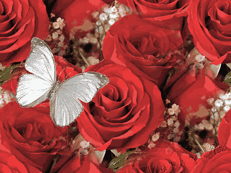Red Roses With A Butterfly Pictures, Images and Photos