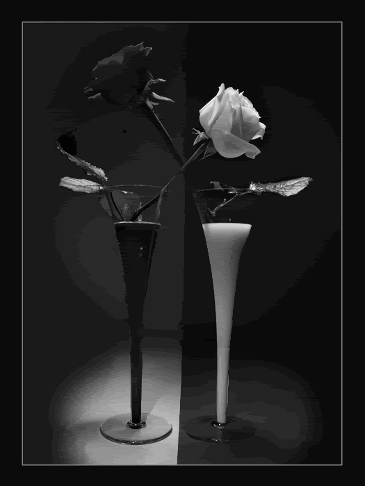 Red Rose And White Rose Color Change Pictures, Images and Photos