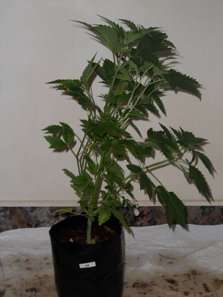 BlueWidowSeedling.jpg