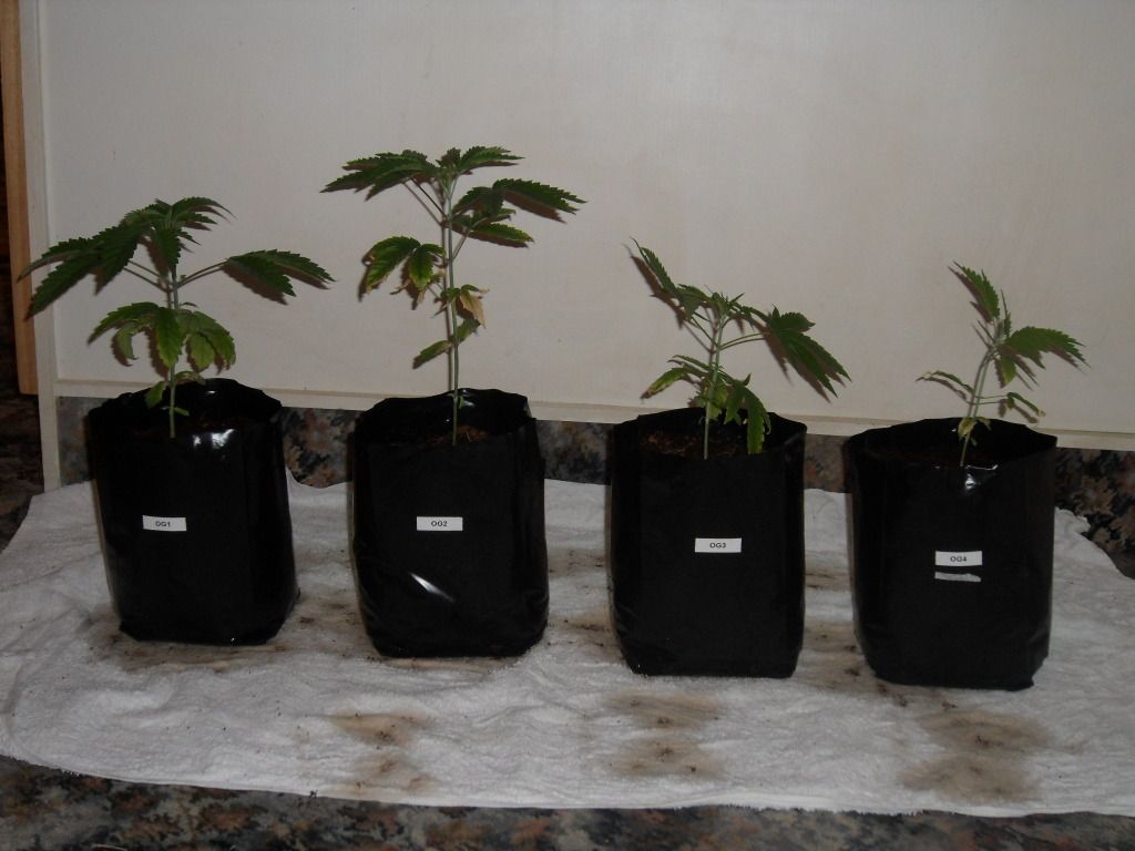 OGSeedlings.jpg