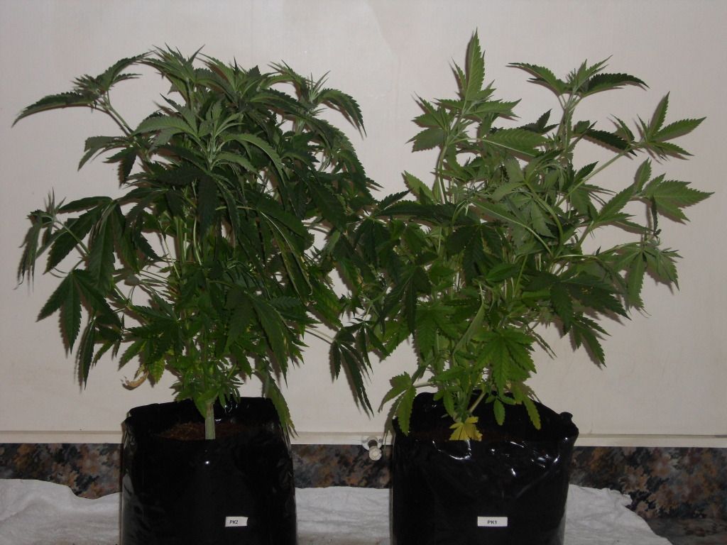 PowerKushSeedlings.jpg