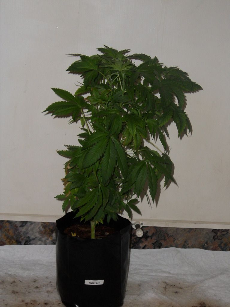 TesterSeedling.jpg