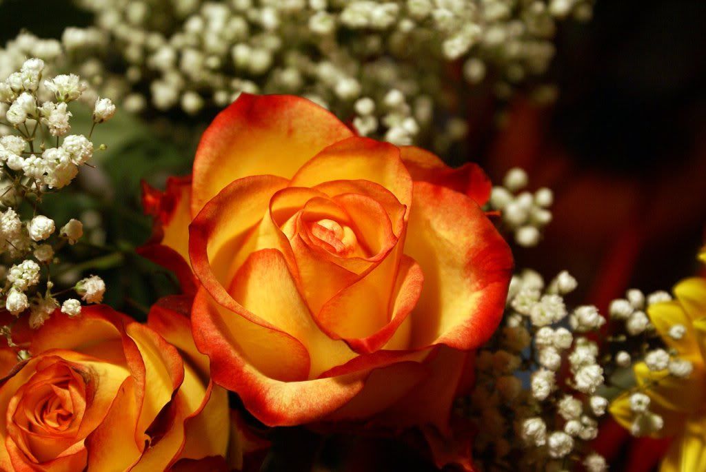  photo yellow-orange-roses-macro-1.jpg