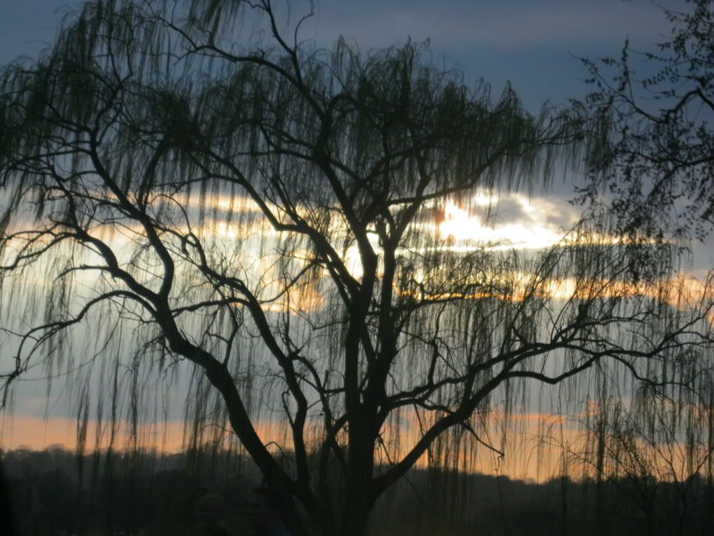 Willow Tree Sunset Pictures, Images and Photos