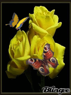 Yellow Roses With Butterflies photo yellowroses8.gif