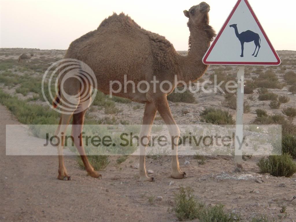 Camel.jpg